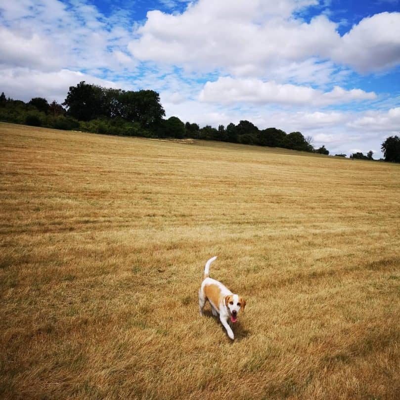 lemon beagle running in a ploughed field