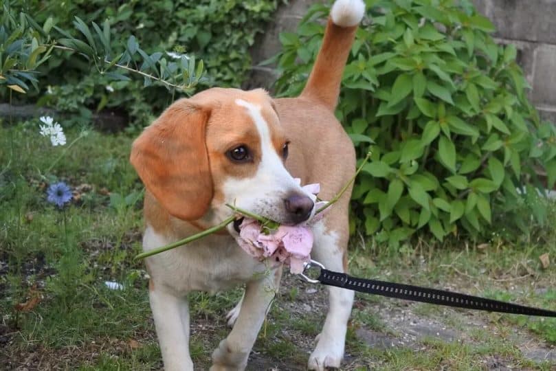 lemon beagle in a garden holding a pink rose in its mouth