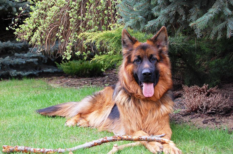 Your Inside Scoop to the Remarkable Long-Haired German Shepherd - Animalso