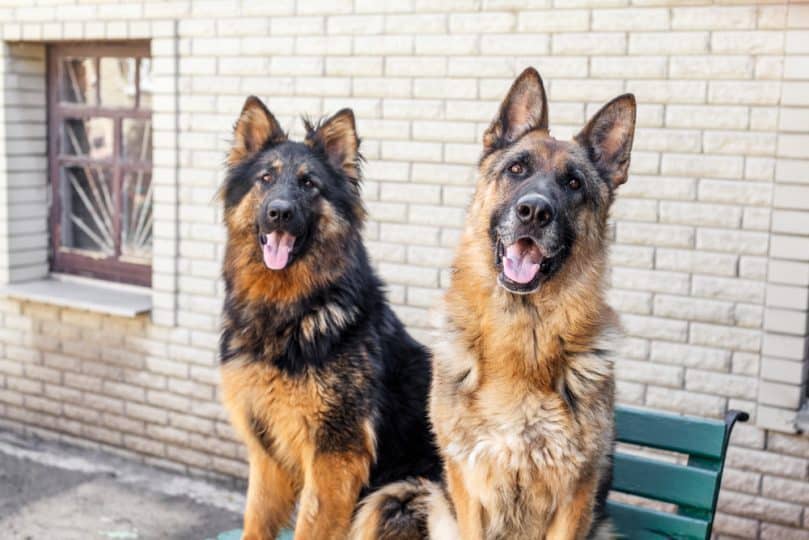 Two Long-Haired German Shepherd Dogs Full Grown