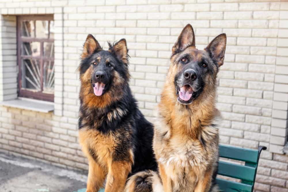 Your Inside Scoop to the Remarkable Long-Haired German Shepherd - Animalso