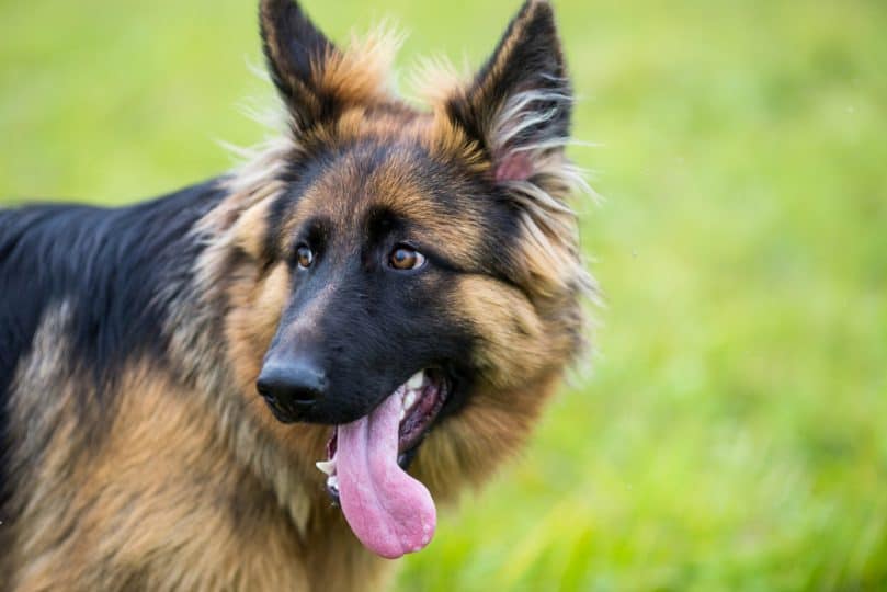 Young long-haired german shepherd on the grass
