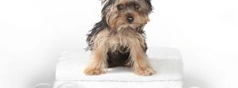 Tiny Teacup Yorkshire Terrier on White Bathing