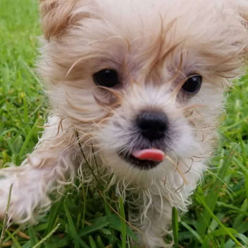 puppy miki in wet grass