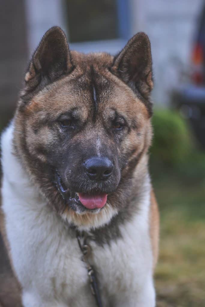 American Akita looking regal while standing outside in the garden