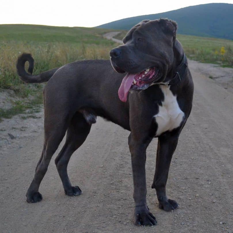 Black and white American Bandogge standing on a dirt road