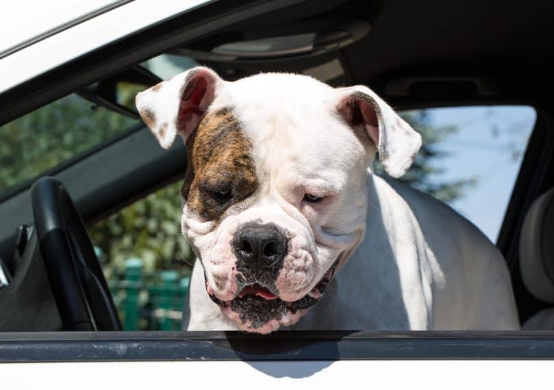 American Bulldog sticking its head out of the car