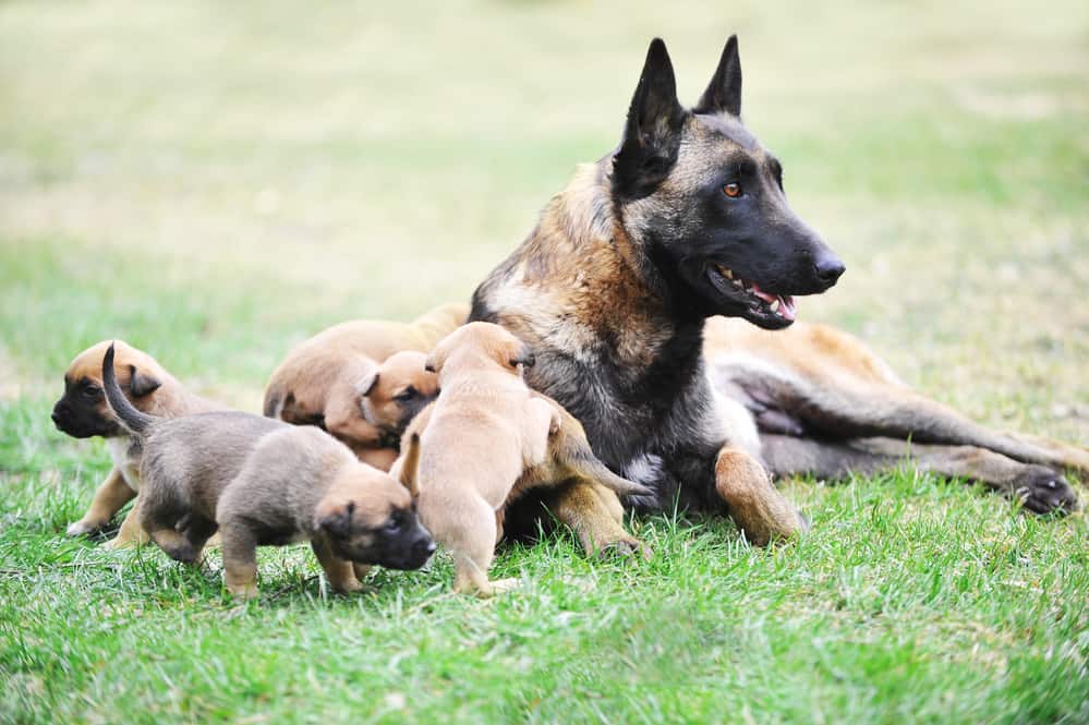 female dog of belgian malinois with puppies
