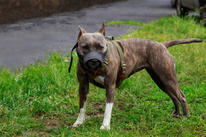 Brindle Pitbull wearing a muzzle outside