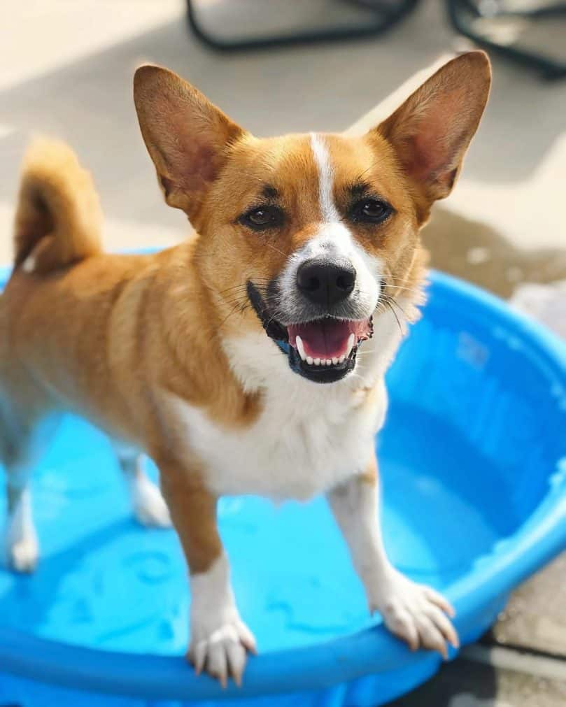 Cojack playing in the pool on a hot day