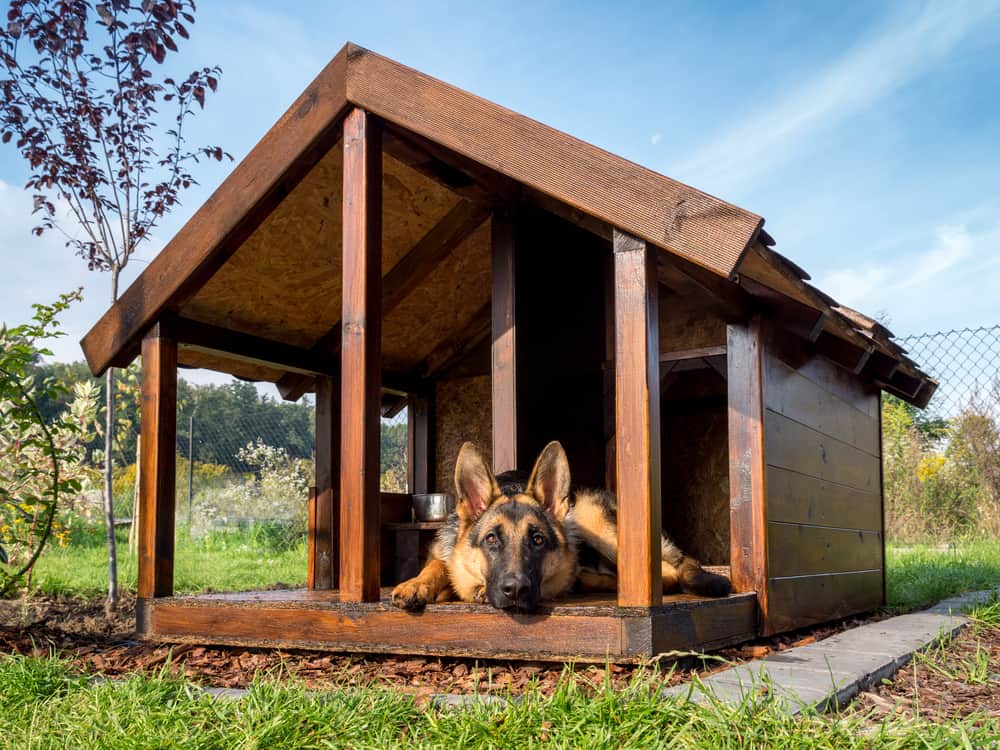 German shepherd resting in its heated kennel