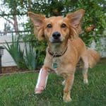 Dorgi with a broken leg playing outside in the grass