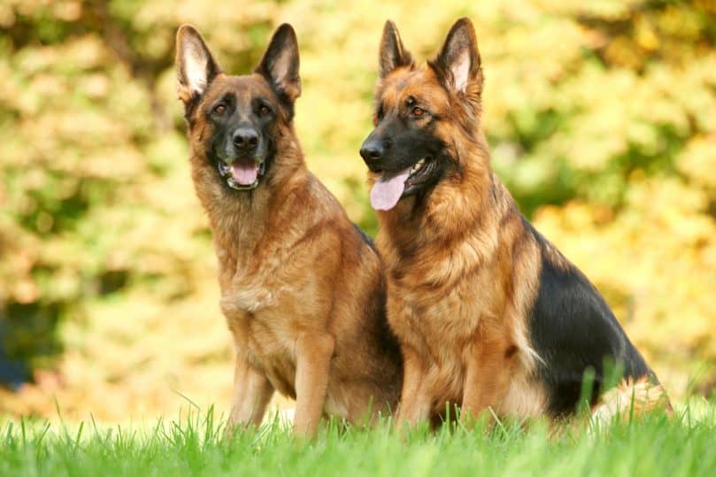 two German Shepherd Dogs sitting on green grass at autumn background