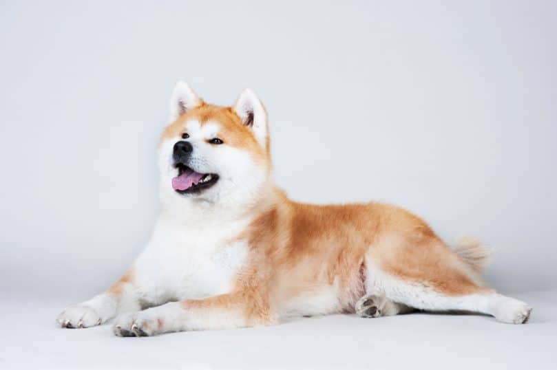 Japanese Akita laying on the ground against a white background