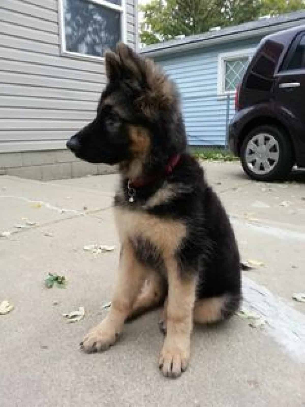 Introducing the Miniature German Shepherd Animalso