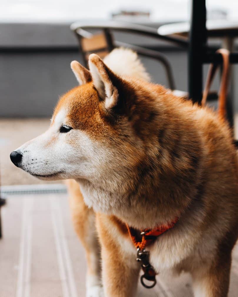 Shiba Inu standing next to a table and looking away from the camera