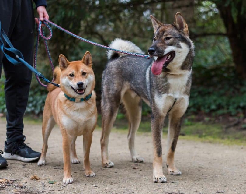 Shiba Inu and Shikoku Inu out for a walk with their owner