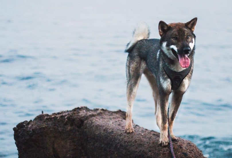 Shikoku Dog standing near the water on a rock