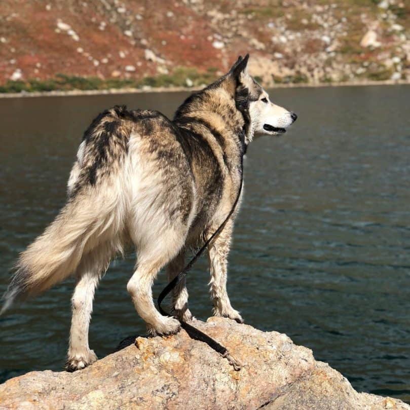 Wolamute standing on the edge of a cliff by the water