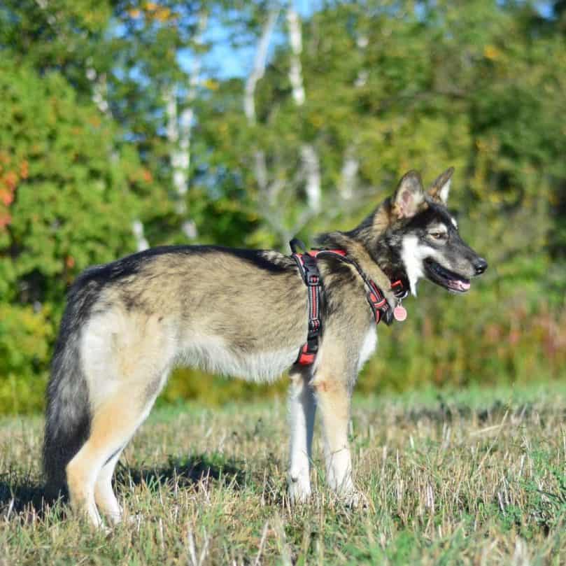 Wolamute puppy wearing a leash on its walk