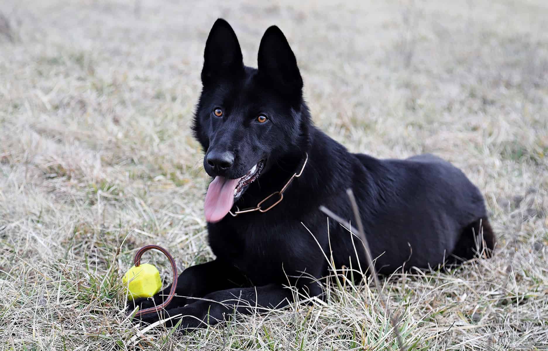 Black GSD with toy