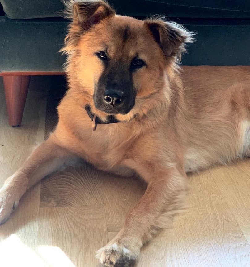 8 German Shepherd Mixes That Will Steal Your Heart Animalso