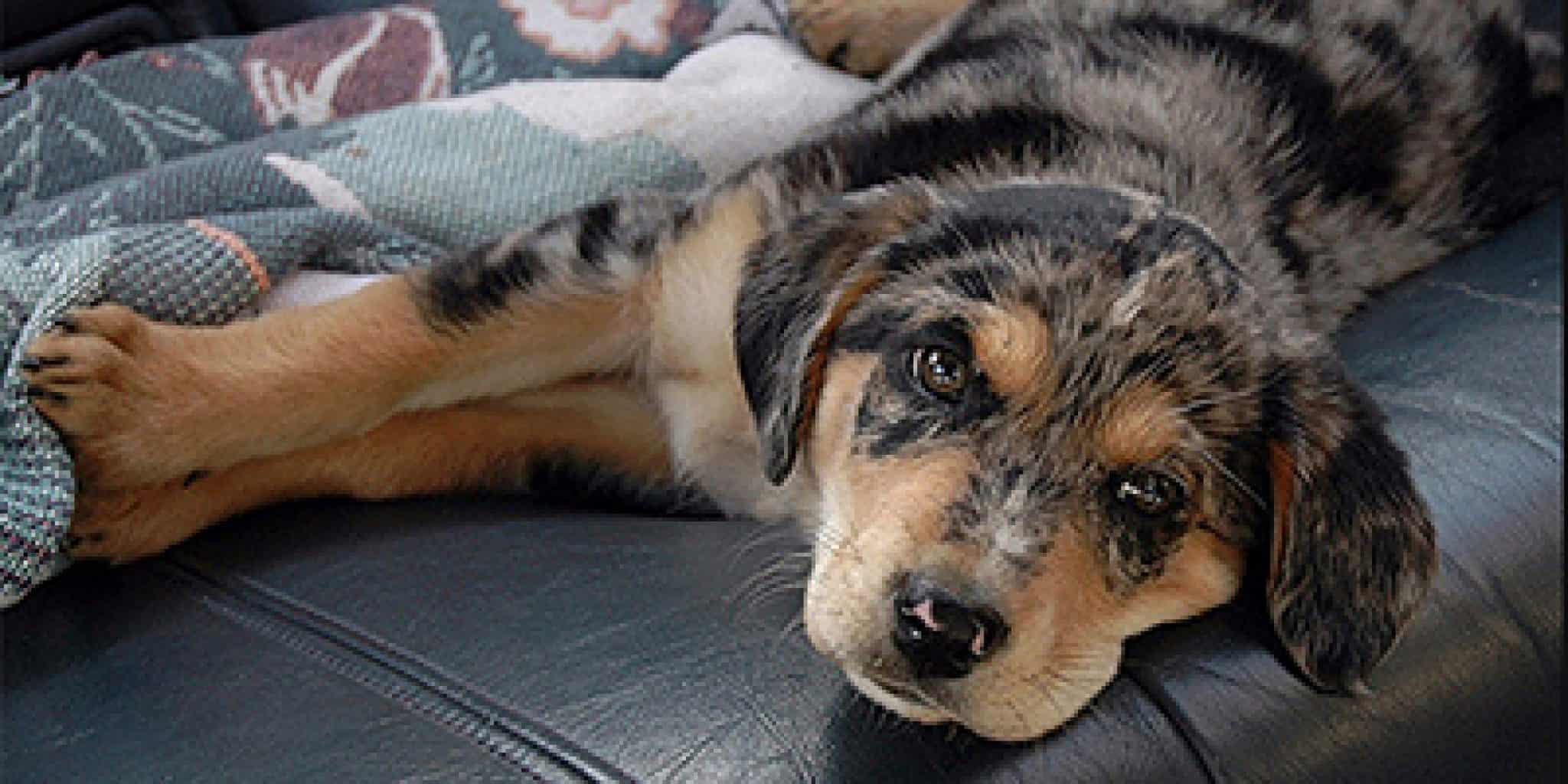 Introducing the Aussiedor Australian Shepherd Lab Mix Animalso