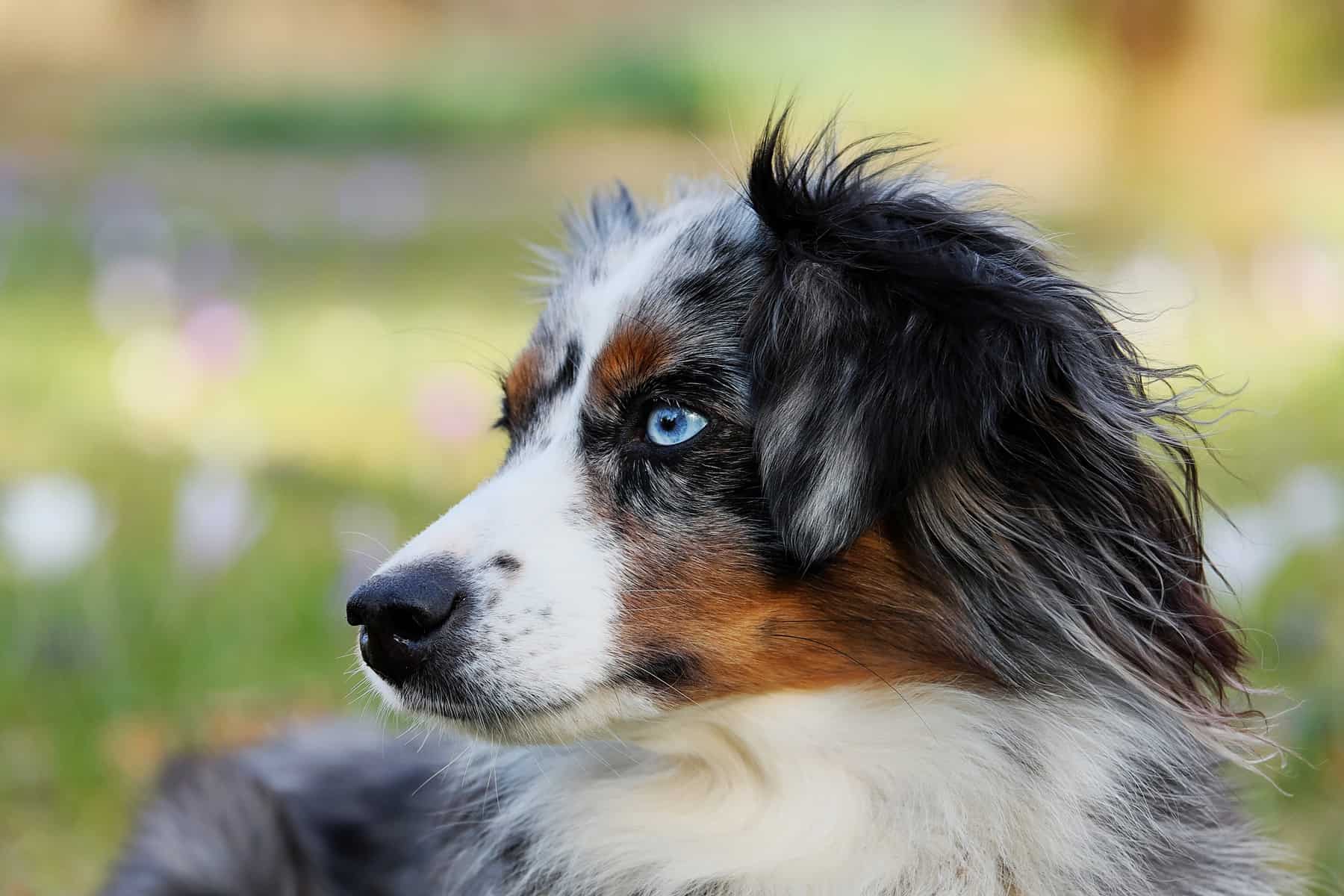 Introducing the Aussiedor Australian Shepherd Lab Mix Animalso