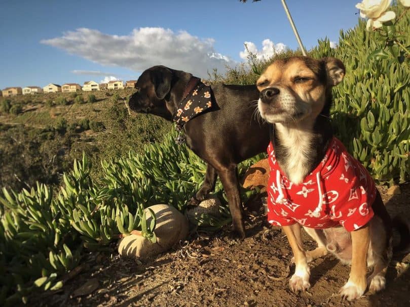 A Chihuahua Beagle Mix wearing a hoodie while outside