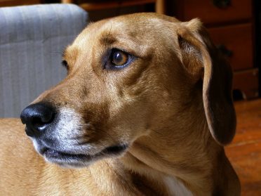 Brown and white Dachshund Beagle Mix up close