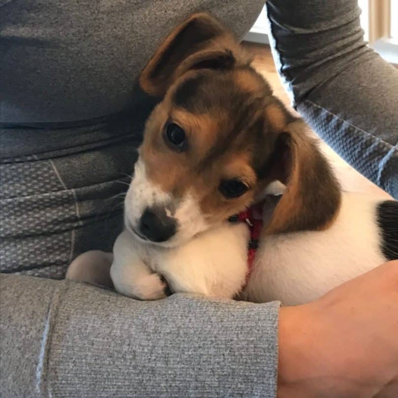 Meet the Dachshund Beagle Mix, A Brave and Loyal Dog