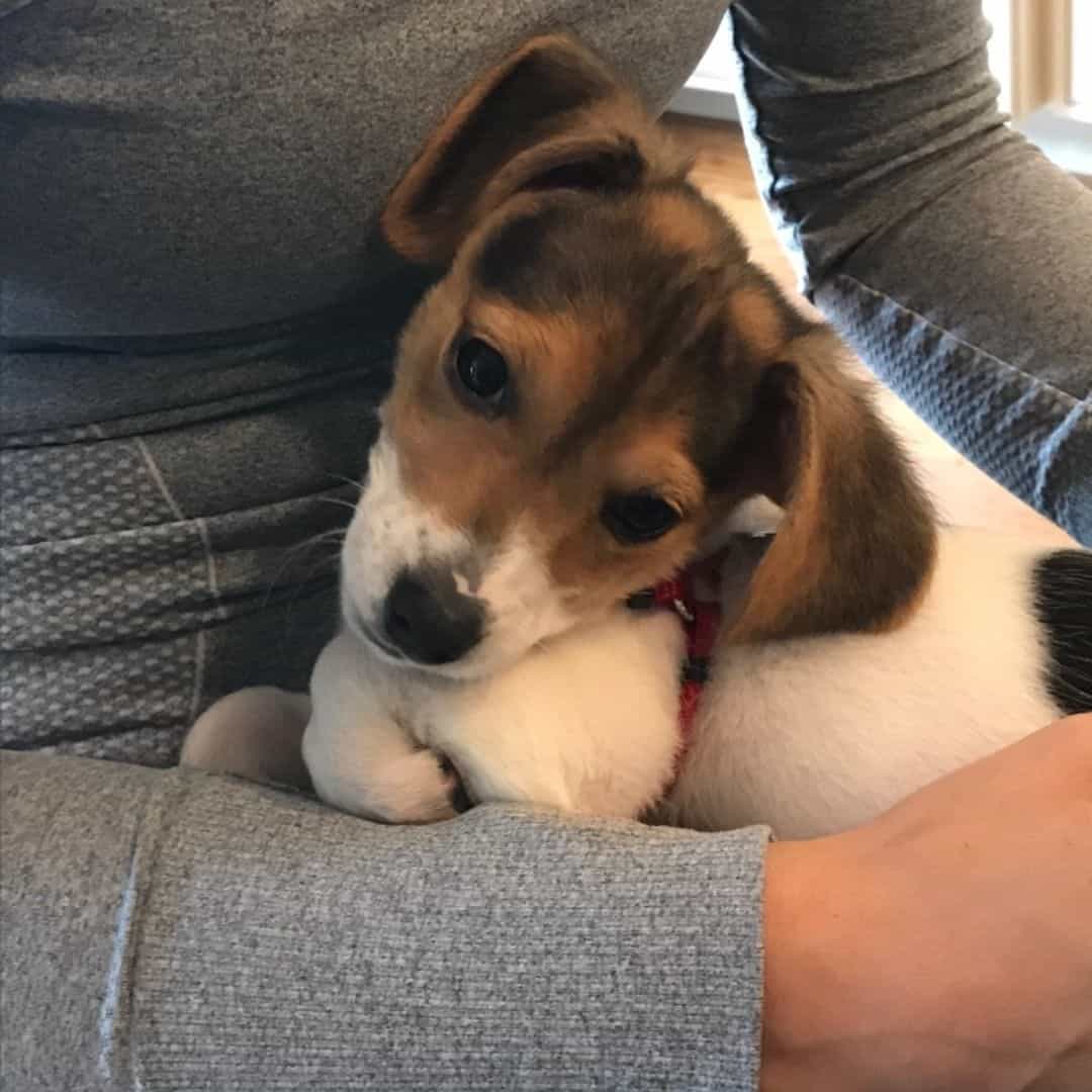 Meet the Dachshund Beagle Mix, A Brave and Loyal Dog