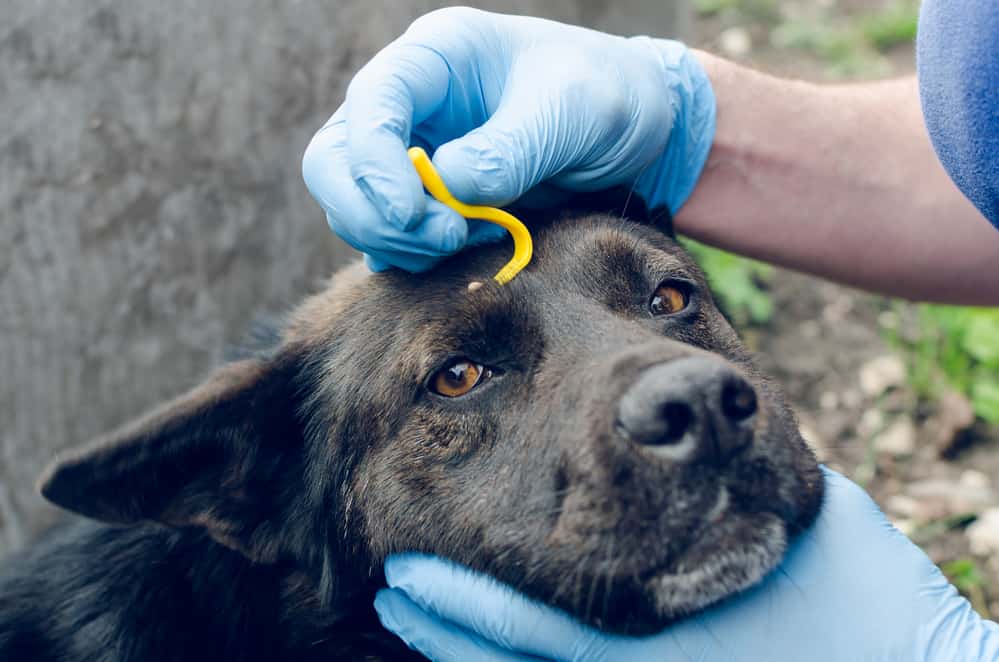 A dog having a tick removed