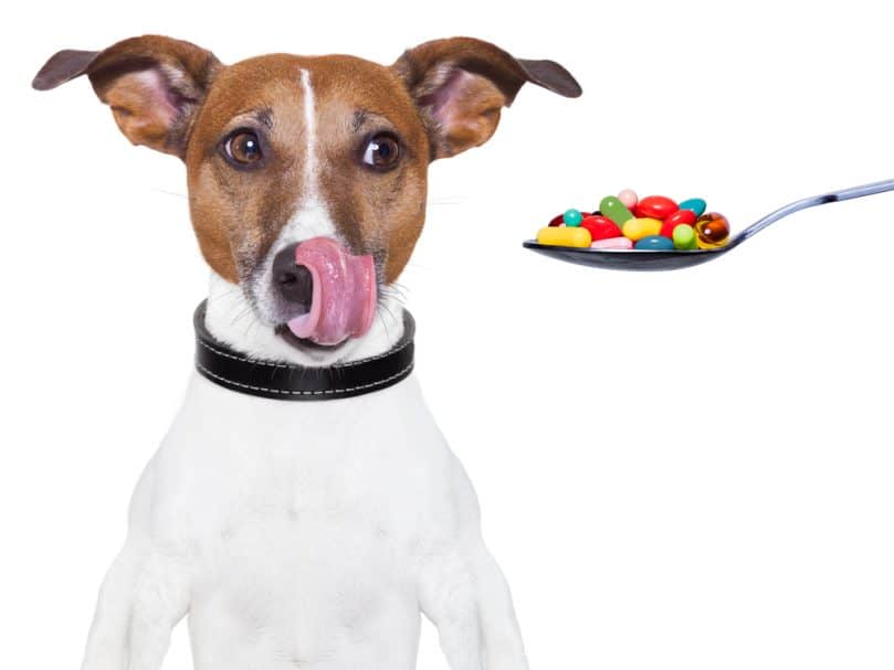 A dog licking its nose and looking at a spoonful of pills