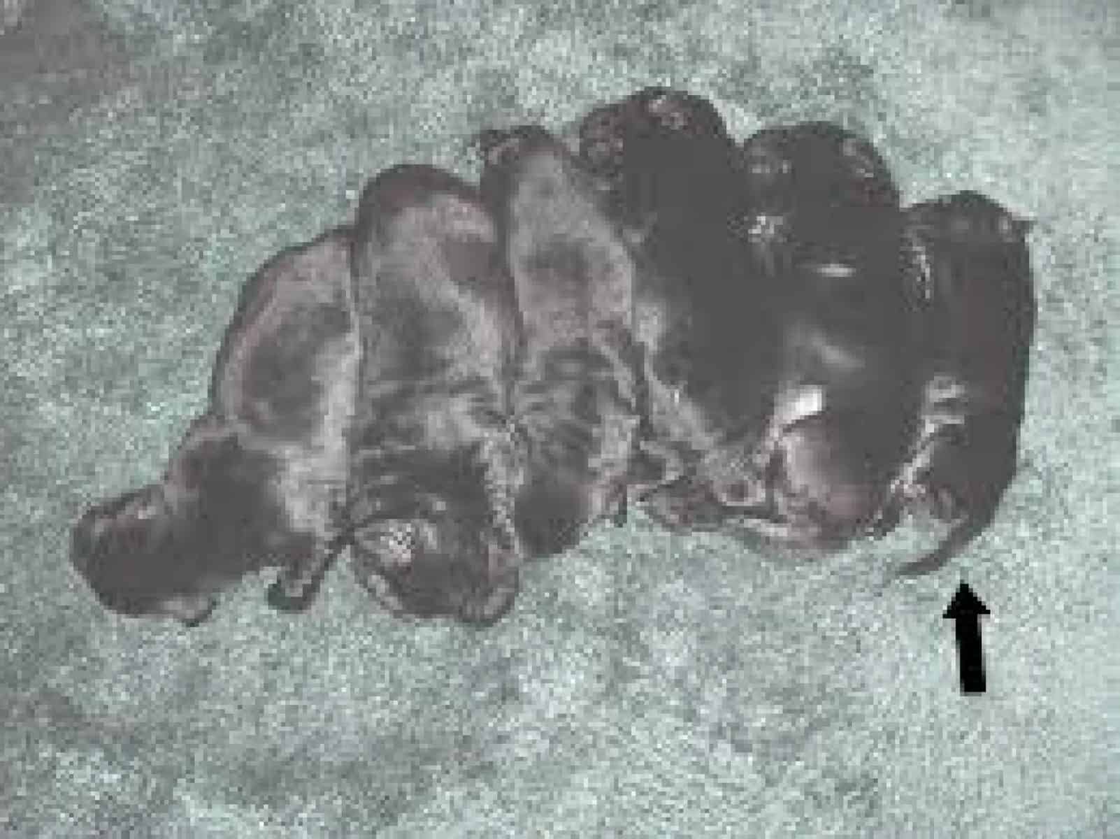 Fading Puppy Syndrome Prevention and Treatment Animalso