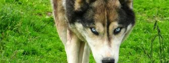 Husky Wolf walking on grass