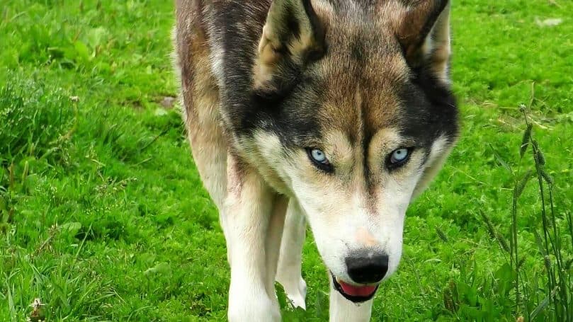 Husky Wolf Dog