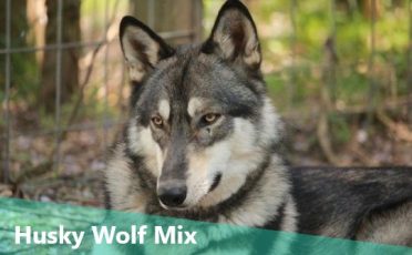 Husky Wolf Mix