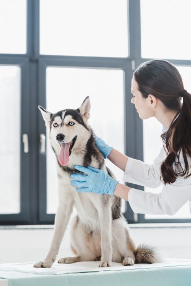 A Husky getting a physical exam
