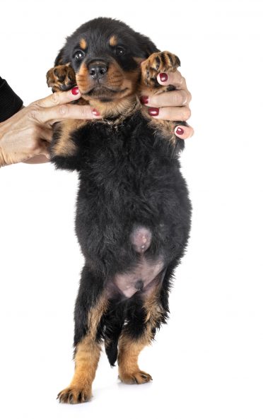A puppy stood up by a person to show its umbilical hernia