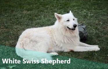 White Swiss Shepherd