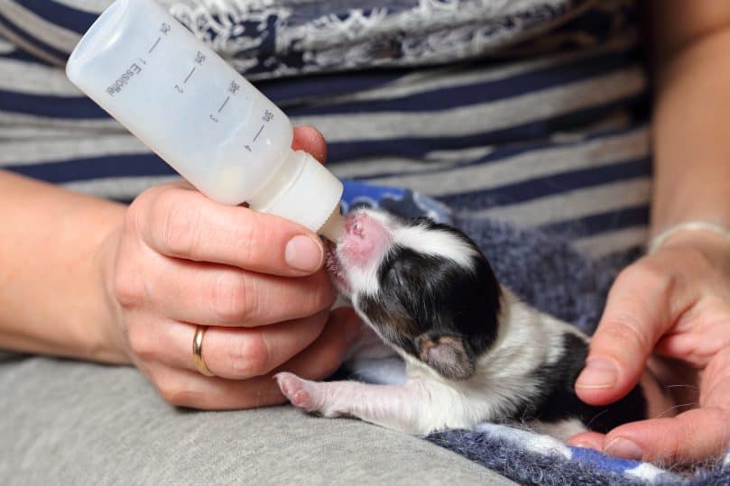 Little Papillon puppy feeding from a baby bottle