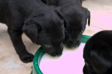 black puppies drinking milk on their own from a pan or bowl