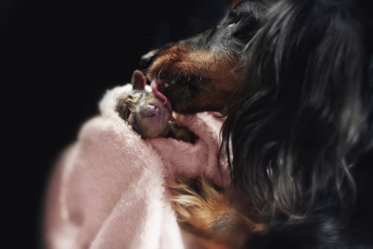 How to Breed Dogs A Complete Guide to Breeding Dogs Animalso