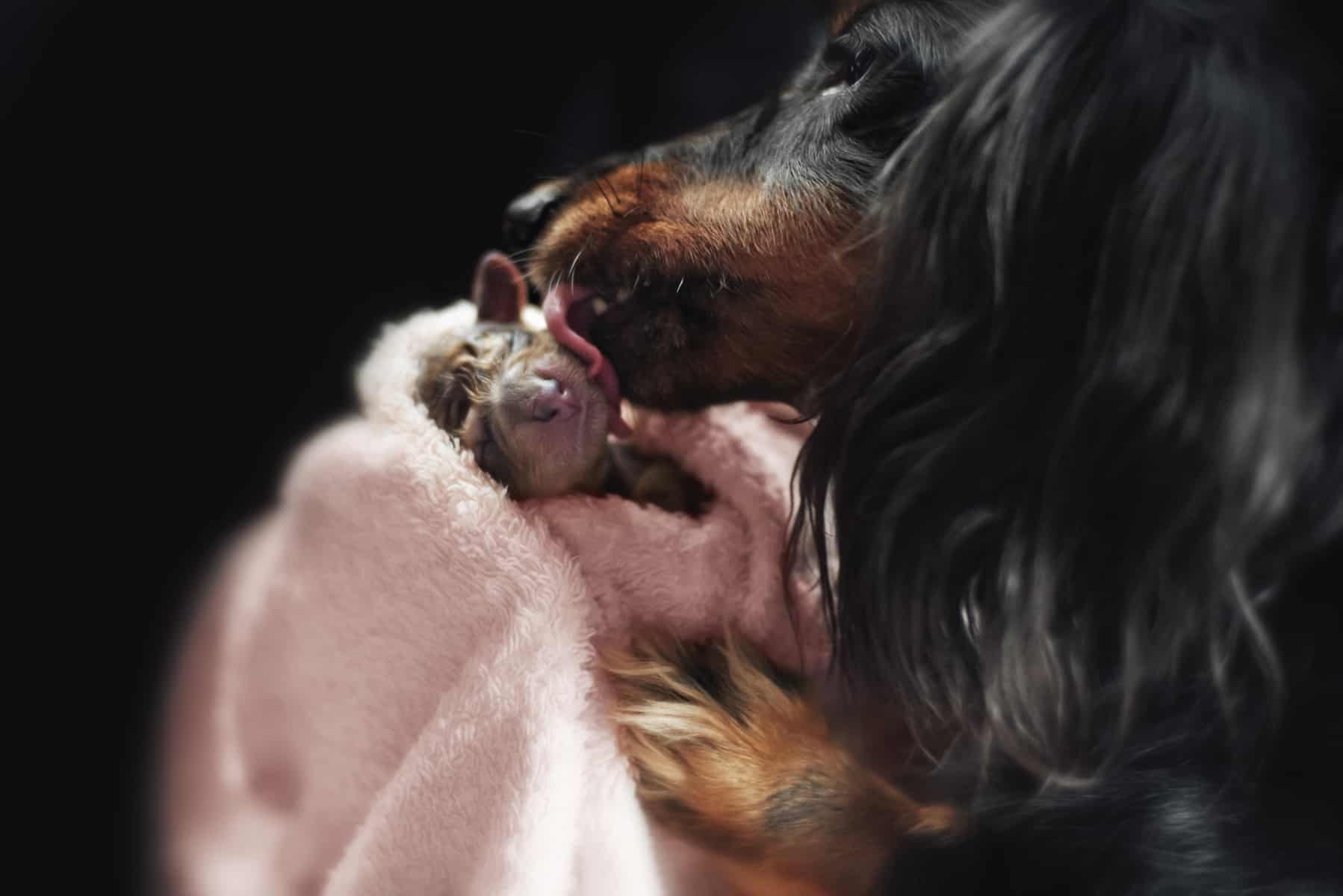 How to Breed Dogs A Complete Guide to Breeding Dogs Animalso