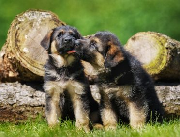 Six weeks old pedigree german shepherd puppies outdoors on a sunny day.