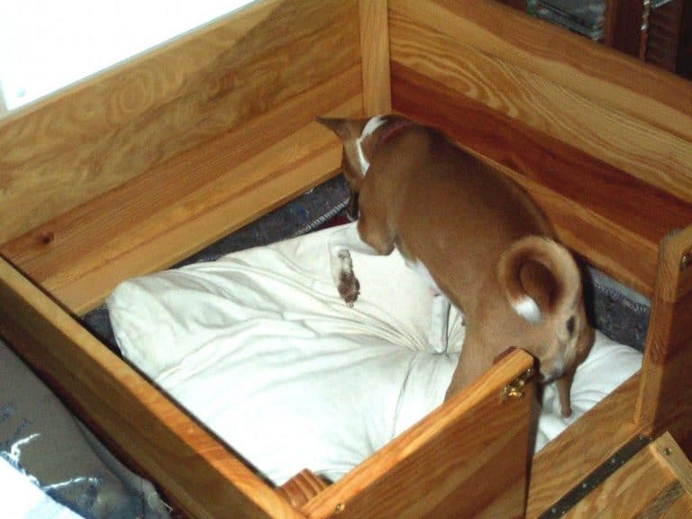 How to Breed Dogs A Complete Guide to Breeding Dogs Animalso