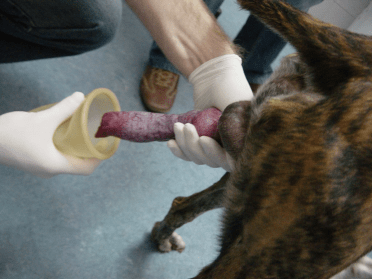a vet collecting semen from a dog for artificial insemination