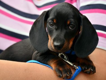 A close-up photo of a Dachshund puppy held on a person's arm