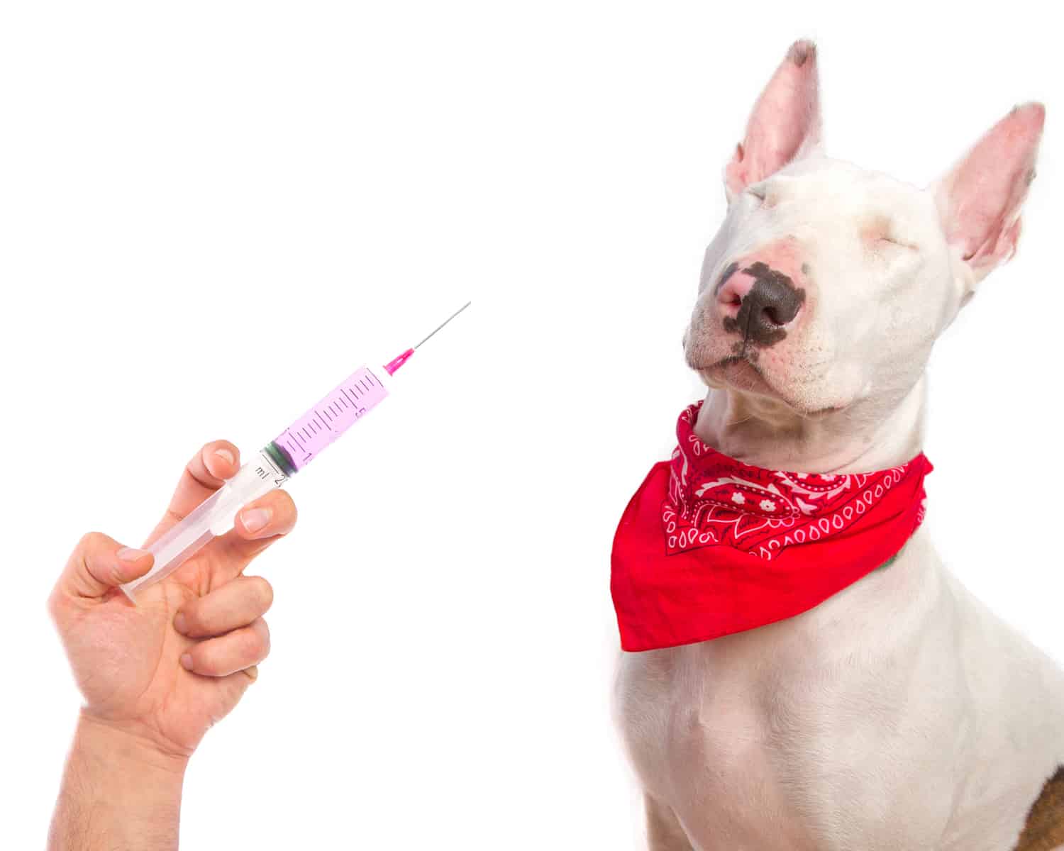 picture of a dog and a syringe
